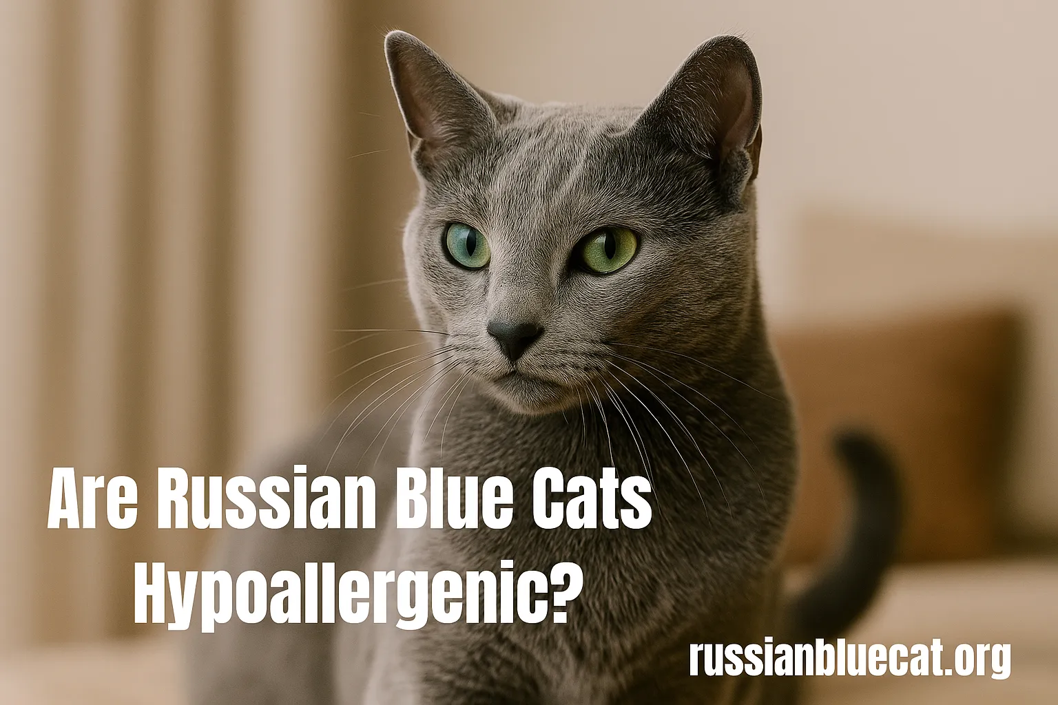 Close-up of a Russian Blue Cat with green eyes representing the question, are Russian Blue Cats hypoallergenic.