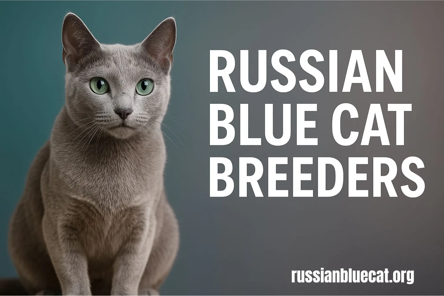 A Russian Blue Cat with silver-blue fur and striking green eyes sitting gracefully, with bold text "Russian Blue Cat Breeders" on the side.