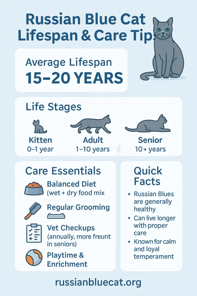 Infographic showing Russian Blue cat lifespan of 15–20 years, life stages, care essentials, and quick facts