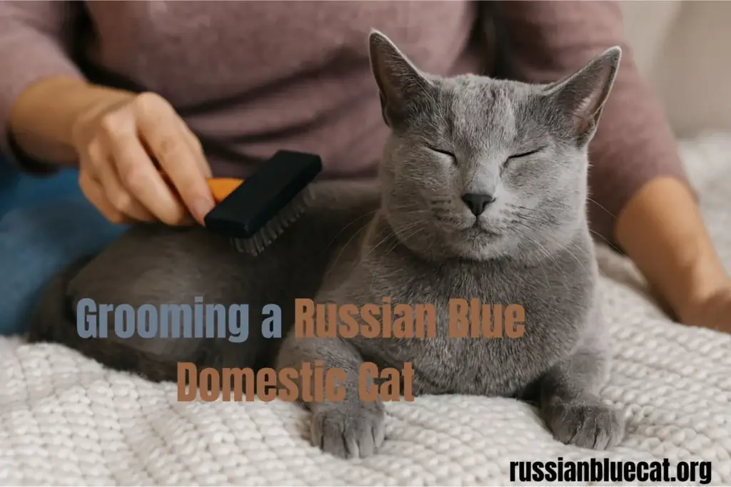 Russian Blue domestic cat lying relaxed while being groomed with a brush