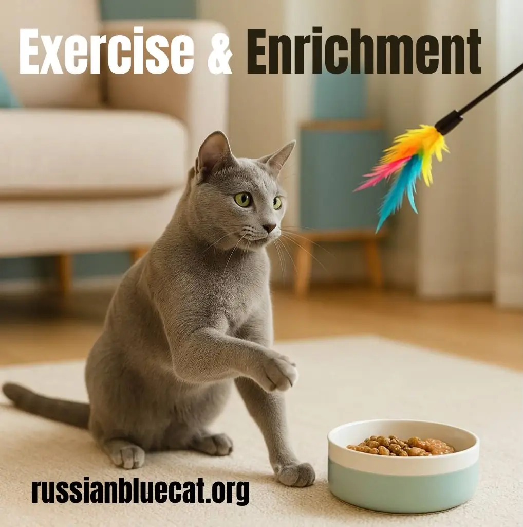 Russian Blue cat playing with a feather toy during exercise and enrichment time