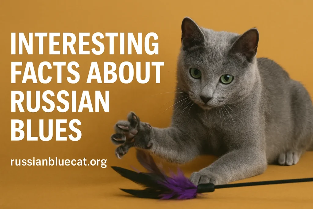 Russian Blue Cat playing with feather toy with overlay text Interesting Facts About Russian Blues