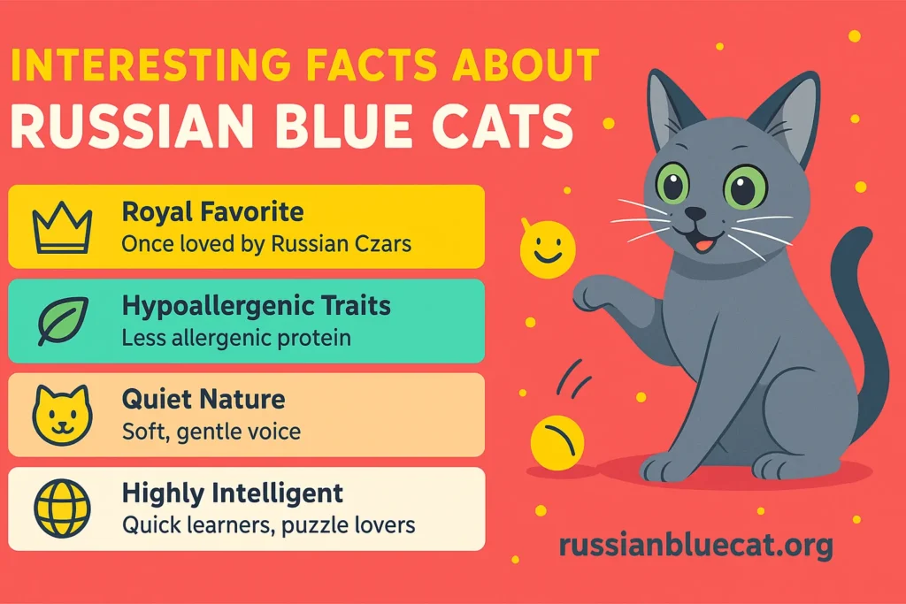 Colorful infographic showing interesting facts about Russian Blue Cats