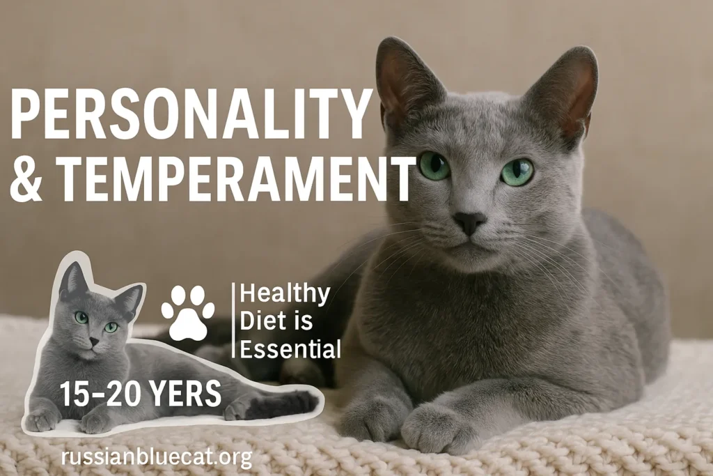 Russian Blue Cat with overlay text Personality & Temperament on knitted blanket background