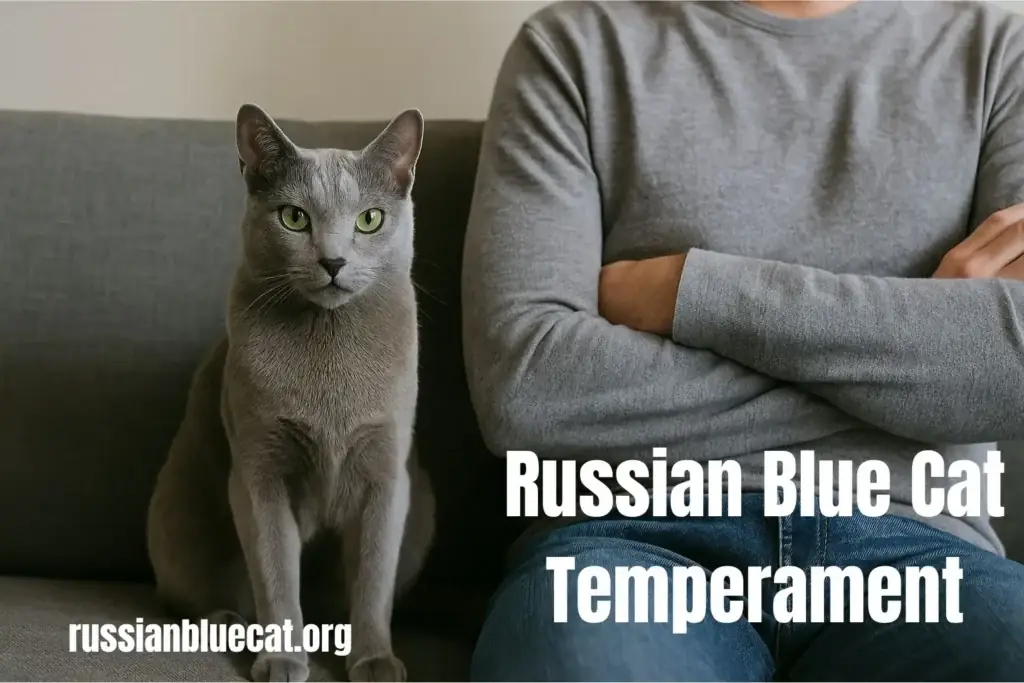Russian Blue cat sitting beside a person on a sofa, representing temperament and personality traits