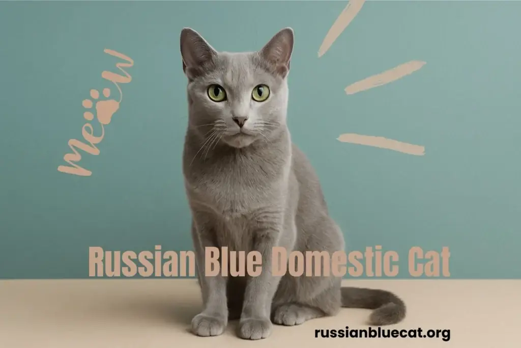 Russian Blue domestic cat sitting against a teal background with playful meow graphics