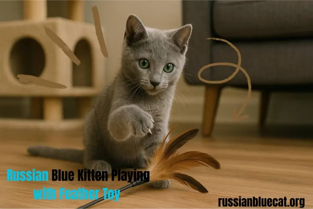 Russian Blue kitten playing with a feather toy on the floor near a cat tree