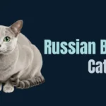 Russian Blue Cat logo