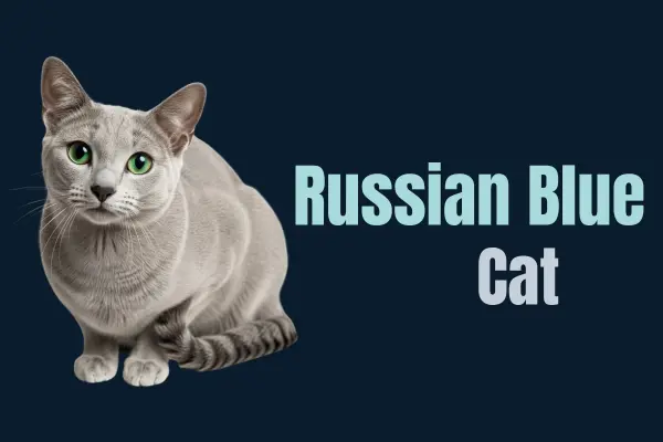 Logo of a Russian Blue Cat with green eyes sitting beside the text ‘Russian Blue Cat’ in light blue and gray colors on a dark navy background