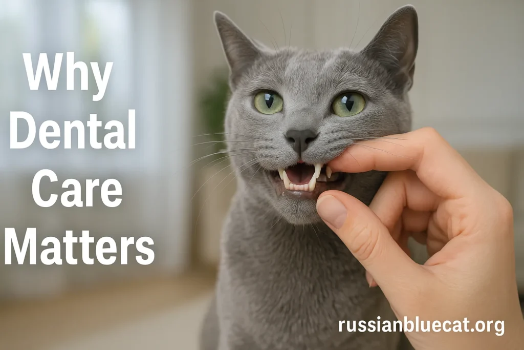 Russian Blue Cat with a healthy smile, owner gently checking its teeth, overlay text Why Dental Care Matters