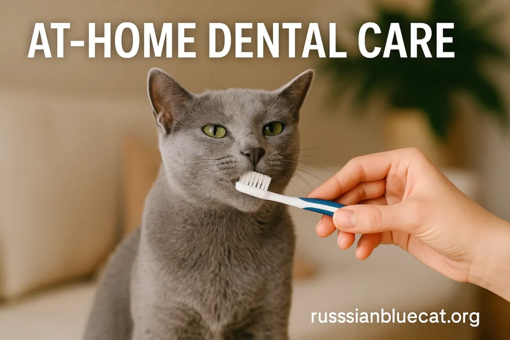 Russian Blue Cat with owner gently brushing its teeth using a cat toothbrush, overlay text At-Home Dental Care