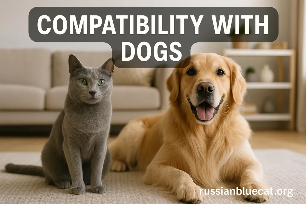 Russian Blue Cat and a Golden Retriever dog sitting calmly together indoors, overlay text Compatibility with Dogs