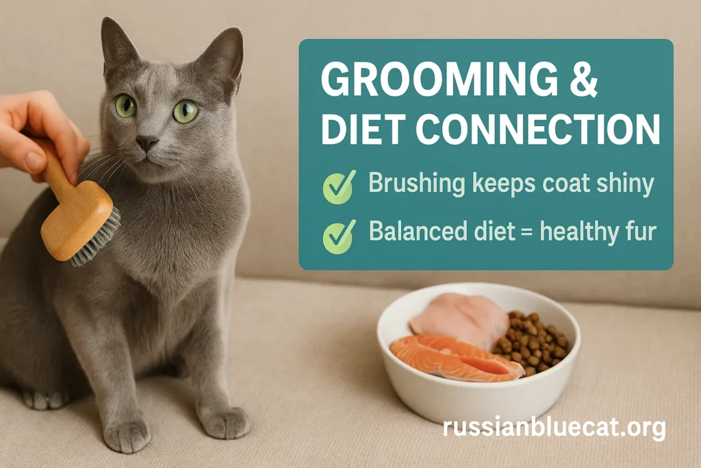 Russian Blue Cat with shiny coat being brushed, with a food bowl nearby, overlay text Grooming & Diet Connection